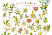 White Hellebore-Floral Clipart, an Illustration by watercolorwild.graphics (Thumbnail 2 of 7)