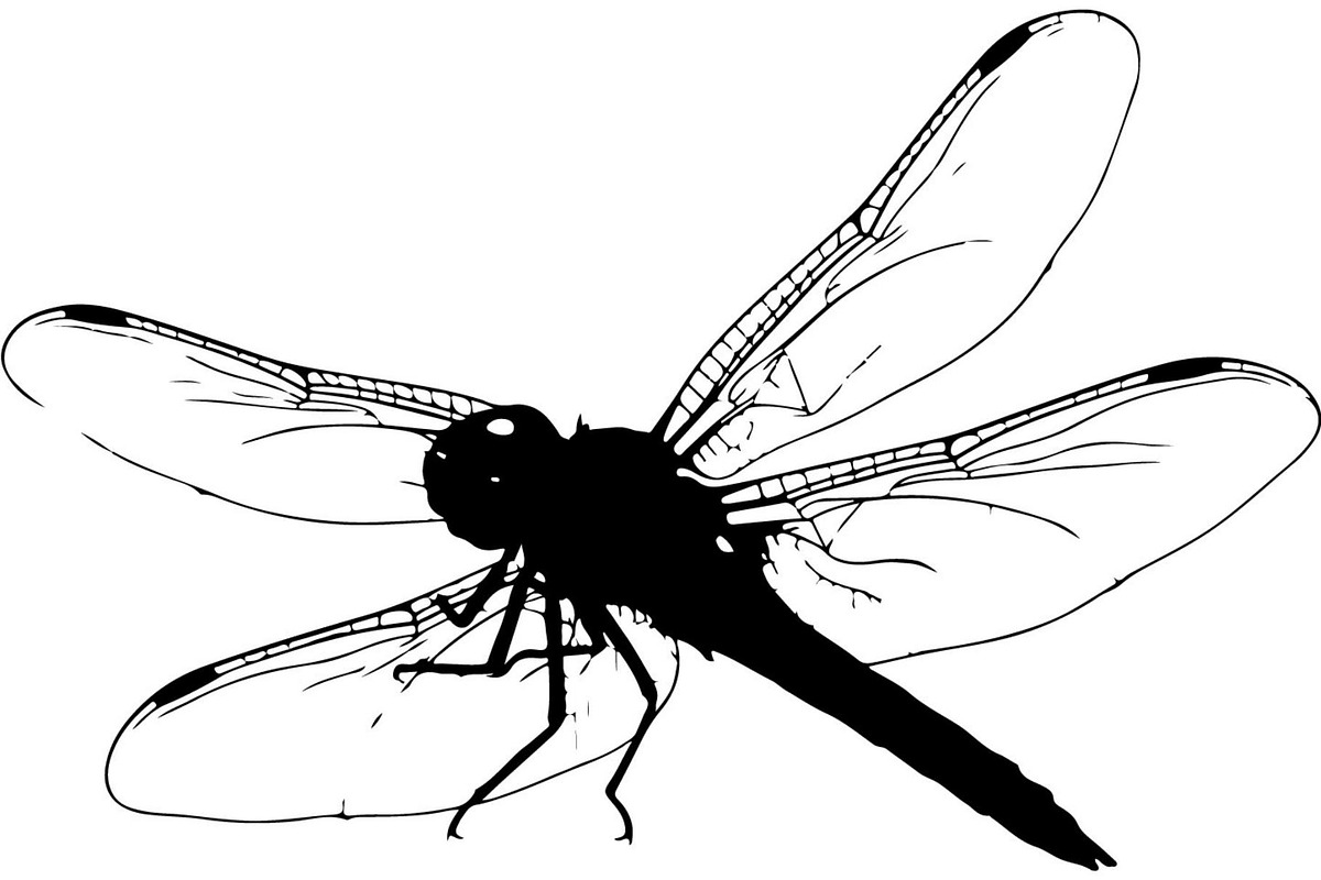 Dragonfly Silhouette, an Object Graphic by Designer_Momina (Photo 19 of 20)