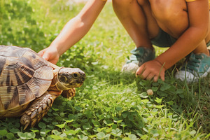 Child touching tortoise at home yard, a Person Photo by DanFLCreativo