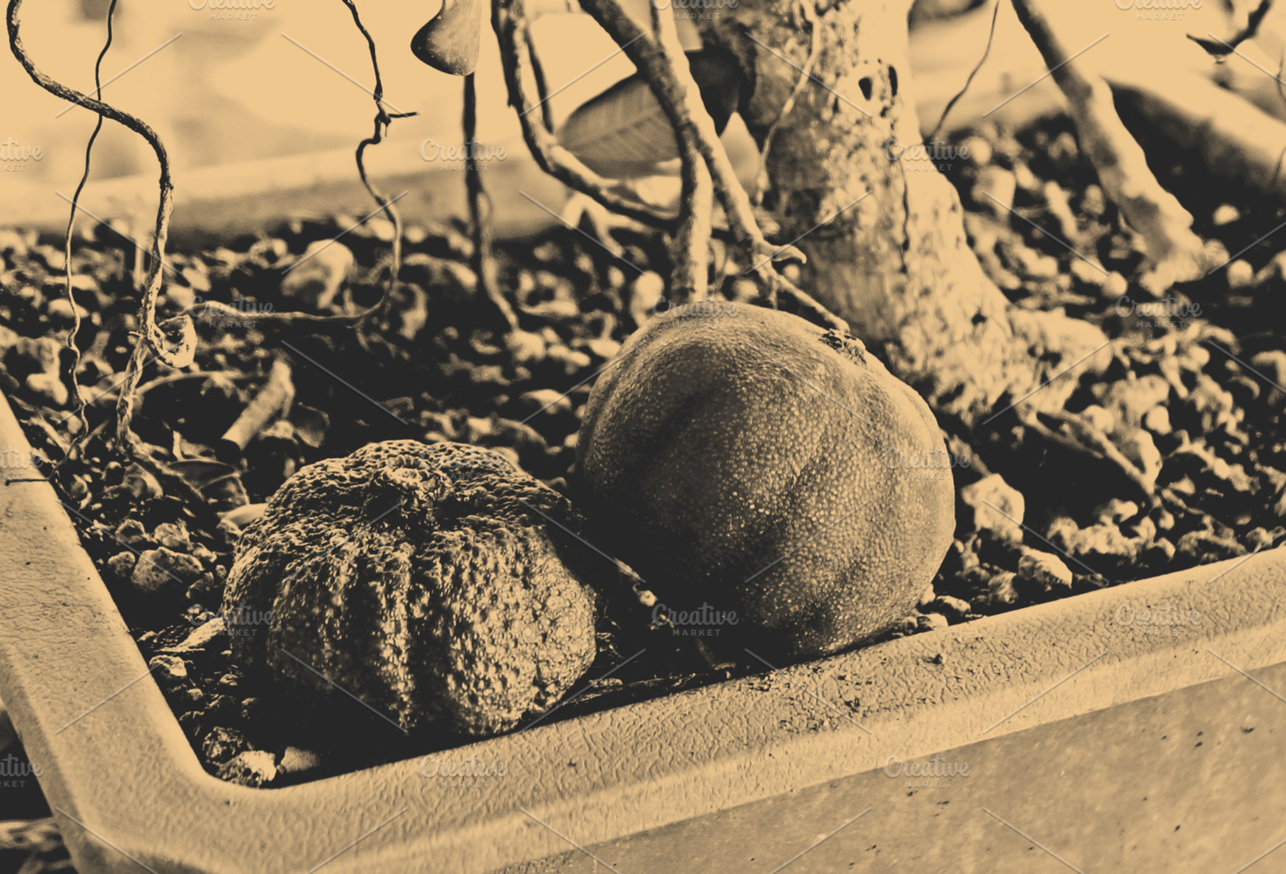 Home Orchard (Garden) Vintage