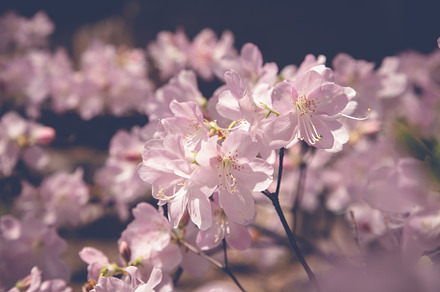 Spring bloom