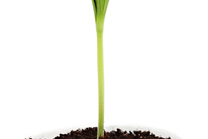 Sprout in the pot, a Photo by saiko3p
