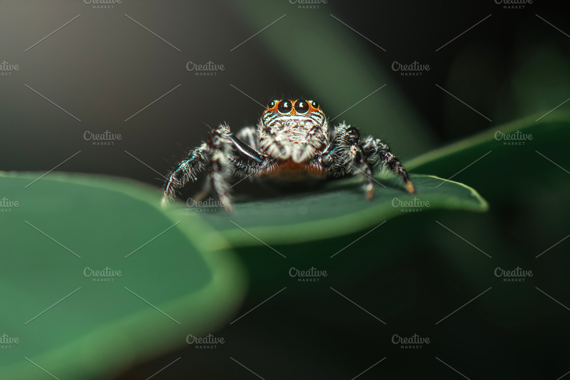 Massive Garden Jumping Spider, an Animal Photo by Rob D Animal Photography