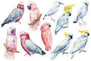 Tropical birds watercolor clipart, an Animal Illustration by Hanna Hryharenka (Thumbnail 5 of 12)