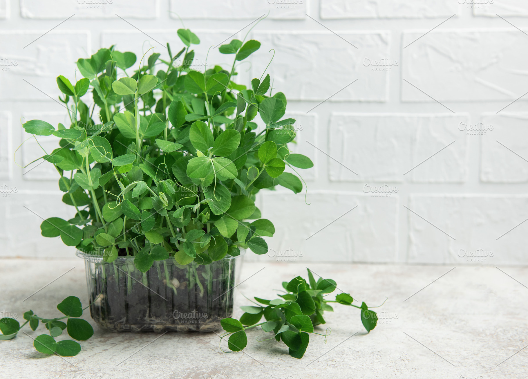 Fresh pea microgreens growing in transparent plastic container o, a Food & Drink Photo by Olena Rudo