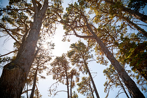 Treescape, a Nature Photo by THP Creative