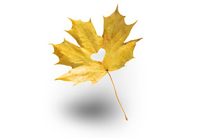 beautiful autumn leaves. Golden, a Person Photo by yanadjana