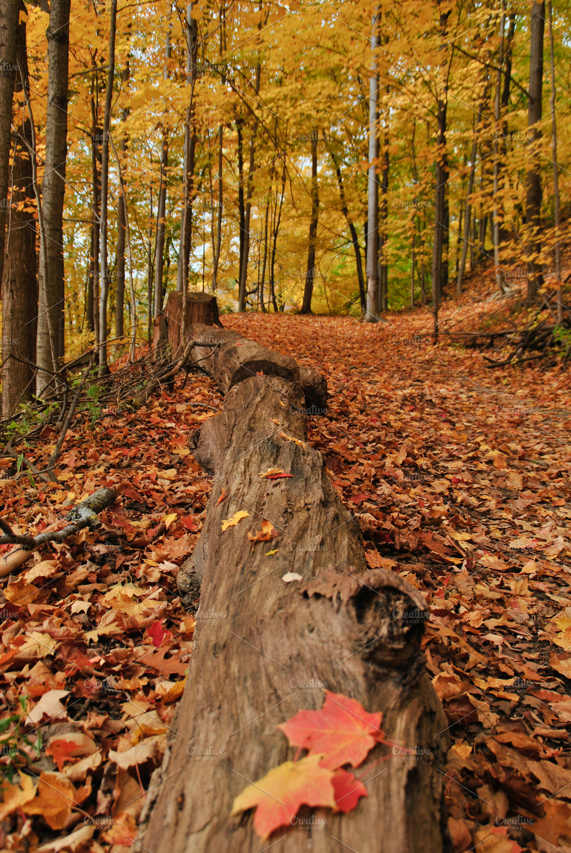 Forest in the fall stock photo containing autumn and bright, a Nature Photo by Bloor
