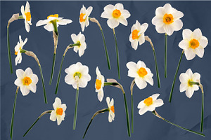 Daffodil Realistic ClipArt Specimens