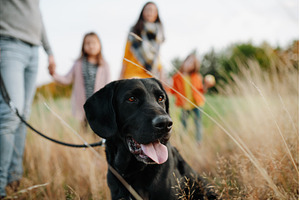 Family on dog walk in nature., a Person Photo by HalfPoint