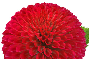 Dahlia Red