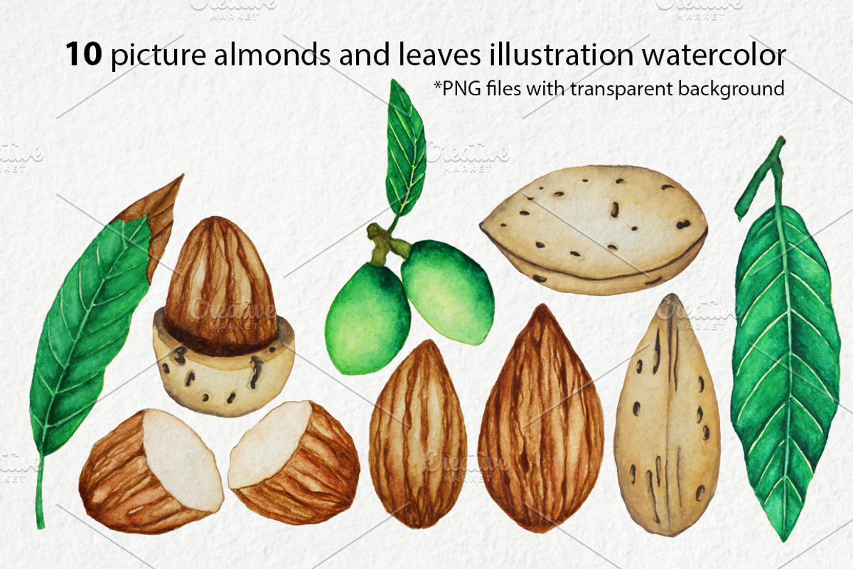 Almonds Watercolors Illustration, an Illustration by andypray (Photo 3 of 5)