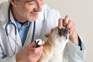 Veterinarian Examining Dog Teeth Close-Up