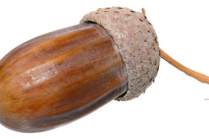 A close-up of a ripe brown acorn with its characteristic cupule, a Nature Photo by ndanko