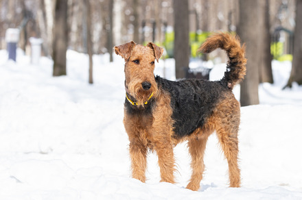 Welsh terrier on white snow, an Animal Photo by AlexBush