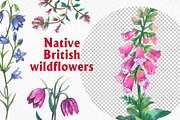 Native British wildflower watercolor, a Decorative Illustration by FITALARTSNEDIGI (Thumbnail 7 of 11)