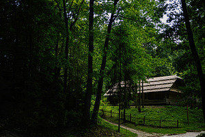 Rustic wooden house surrounded by lush greenery in a tranquil forest setting, a Photo by AS photostudio