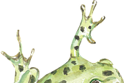 Frog watercolor clipart, a Background Graphic by GoodFairyClipArt (Thumbnail 3 of 3)