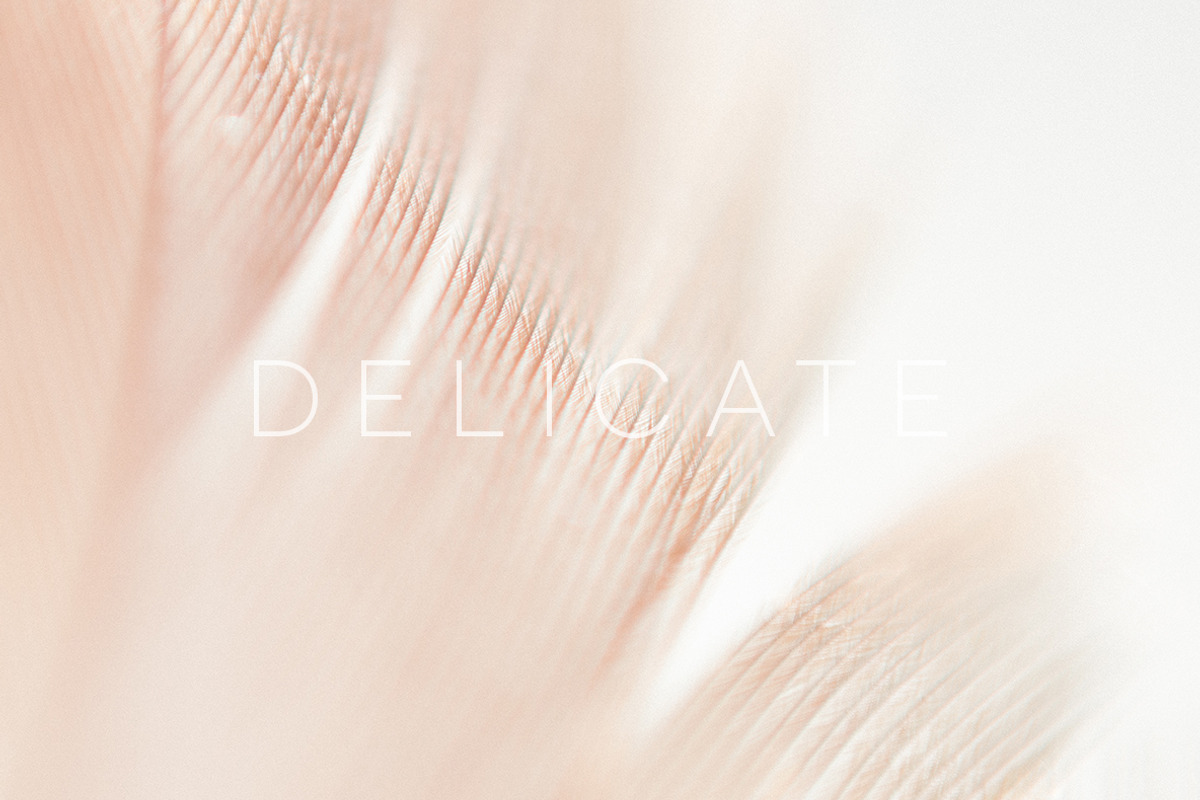 Delicate | 20 Feather Photos, a Nature Photo by Melanie Helena (Photo 10 of 20)