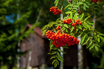 Red rowan berries in the forest, a Nature Photo by Photostock