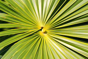 Green Leaf Background, a Nature Photo by THP Creative