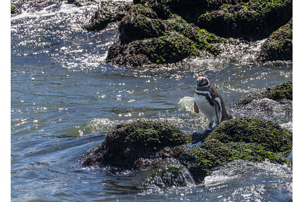 Magellanic penguin on rocks drying, an Animal Photo by Backyard Stock
