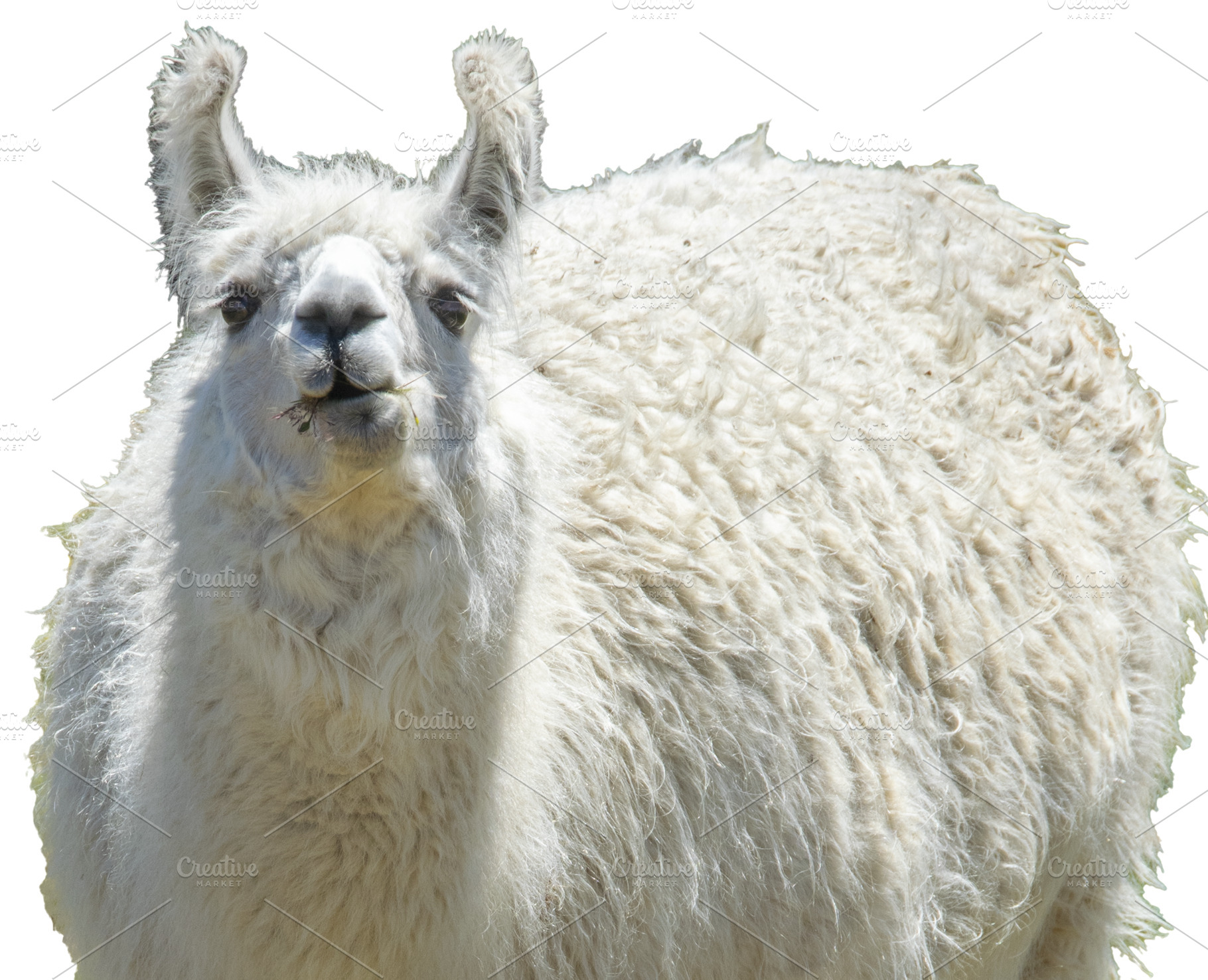 White alpaca standing in meadow, a Photo by DanFLCreativo