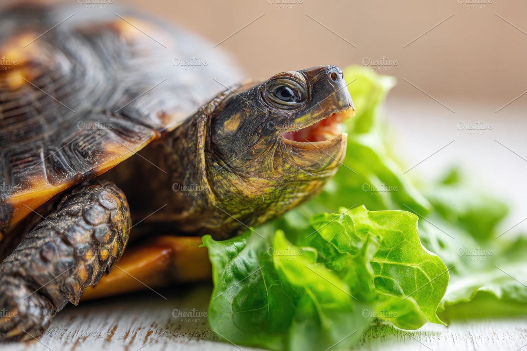Turtle Resting on Fresh Lettuce Leaves, an Animal Photo by AlyaAnd