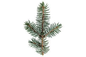 Christmas Pine Branch Transparent