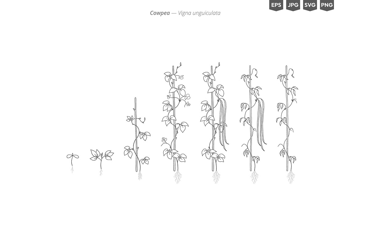 Plant Growth Stages, an Education Illustration by Ilia Design (Photo 4 of 11)