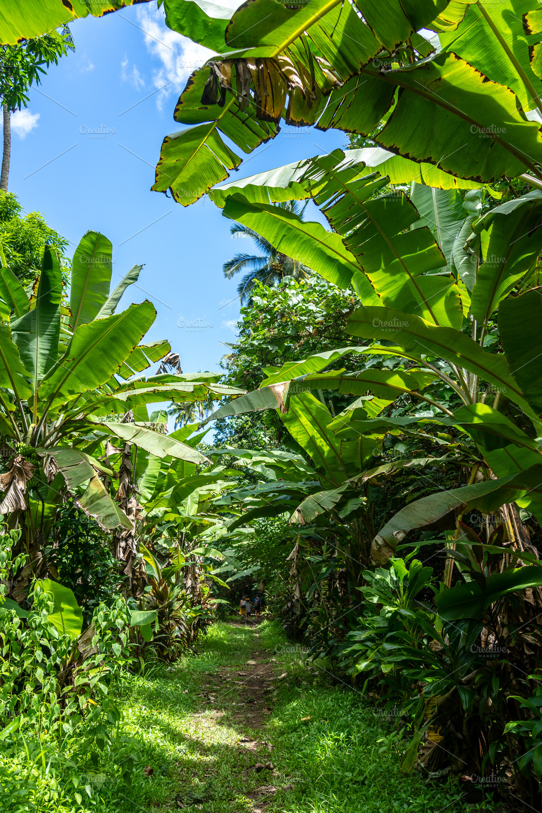 Banana trees on the trek to Vaipo Falls, Hakaui Valley, Nuku Hiv, a Nature Photo by GoodGoods