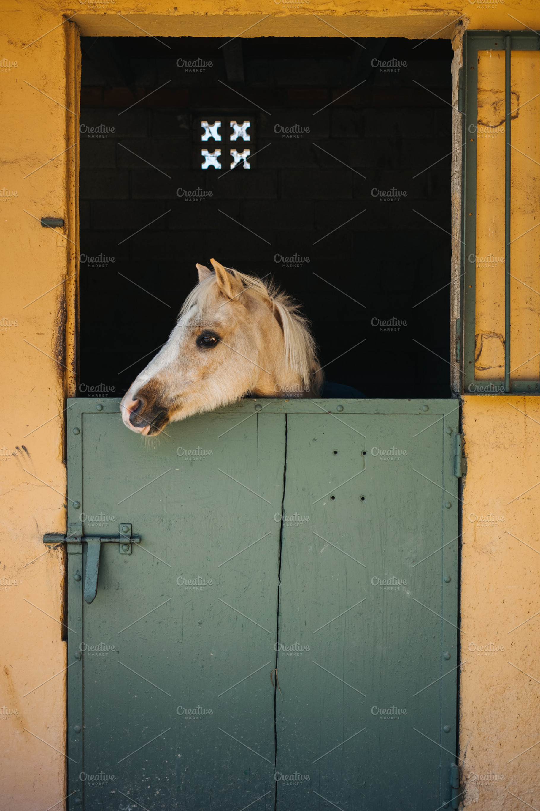Horses on rancho pack stock photo containing animals and horse, an Animal Photo by Julia Brenner