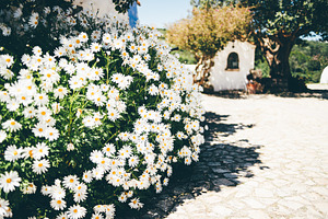 Daisies on cobblestone with sunlight, a Wallpaper Photo by SkyNext