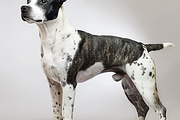 120+ Dog white background Bundle, an Animal Photo by Virgo Studio (Thumbnail 4 of 12)