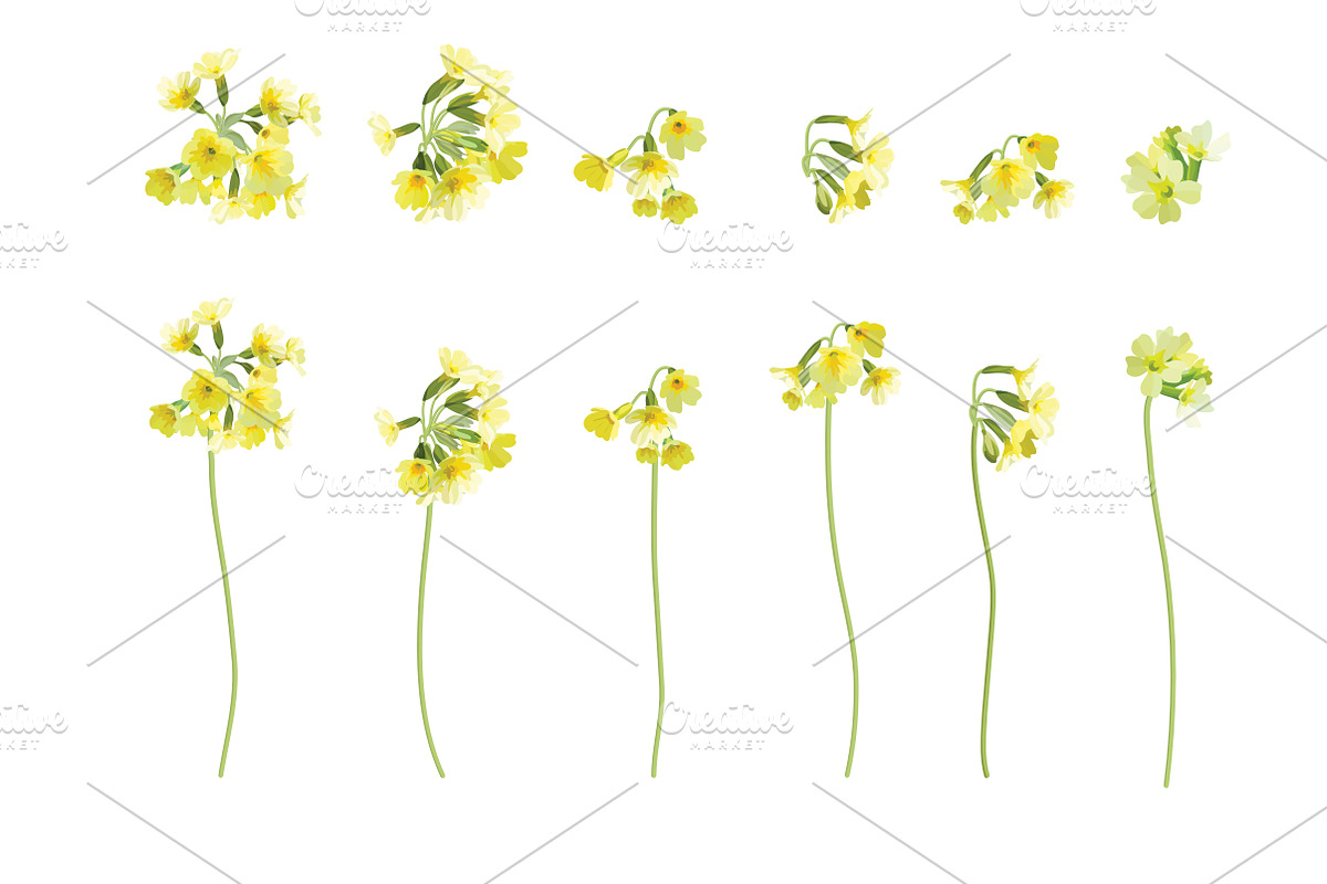 Vector object brushes. Primula., a Brush Add-On by Peolla (Photo 6 of 17)