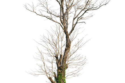 Tree on white background