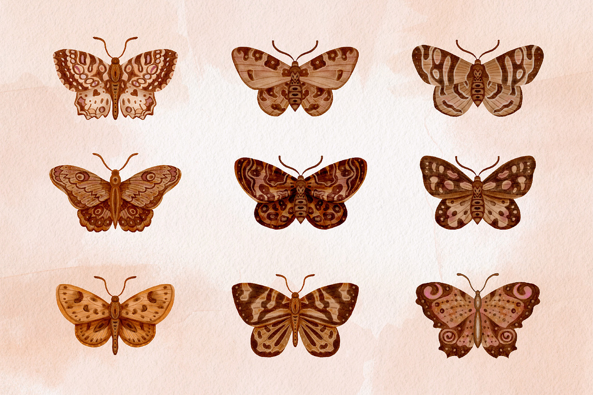 Watercolor Butterflies and Moths, an Object Graphic by Tiger and Flower (Photo 5 of 17)