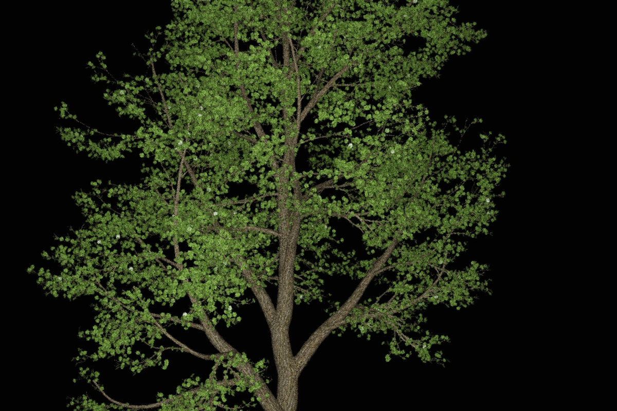 pack Nature, an Object Graphic by FlyOk (Photo 6 of 9)