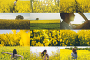Rapeseed fields photo bundle, a Nature Photo by Mukuko Studio (Thumbnail 2 of 5)
