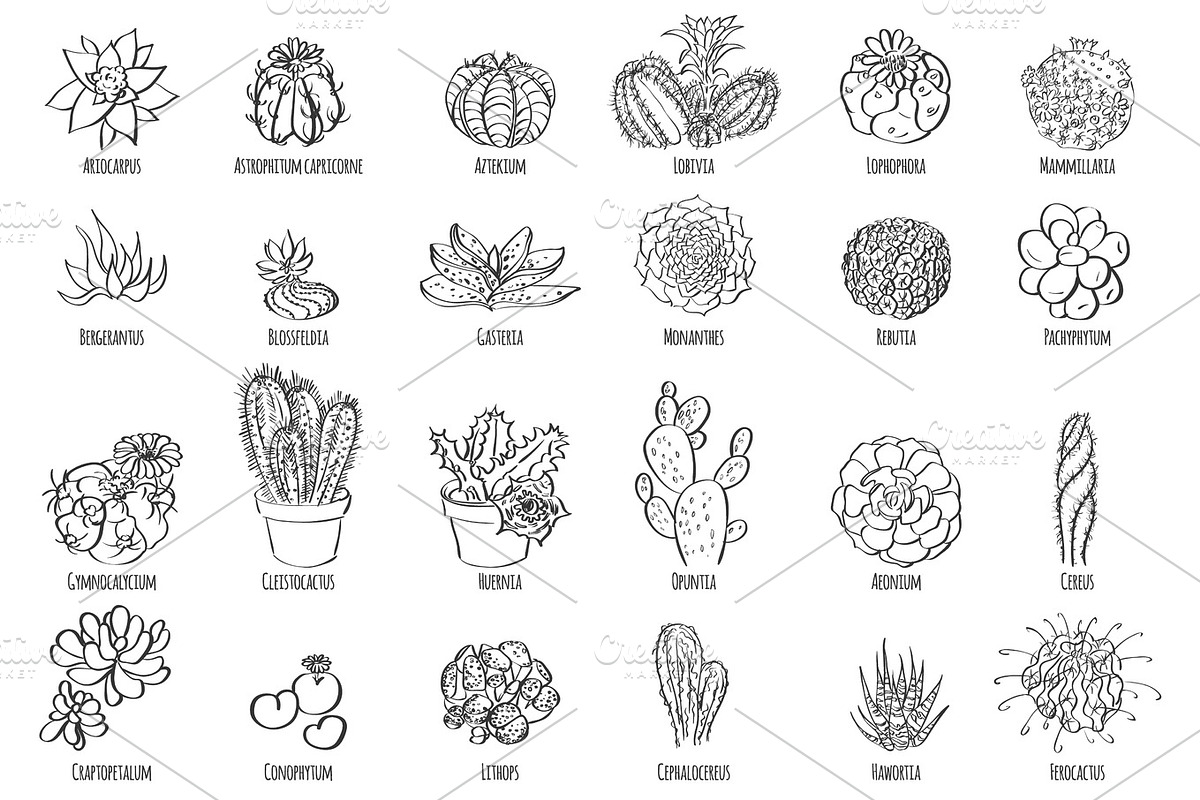 Hand drawn vector cactus set., a Decorative Illustration by itiir