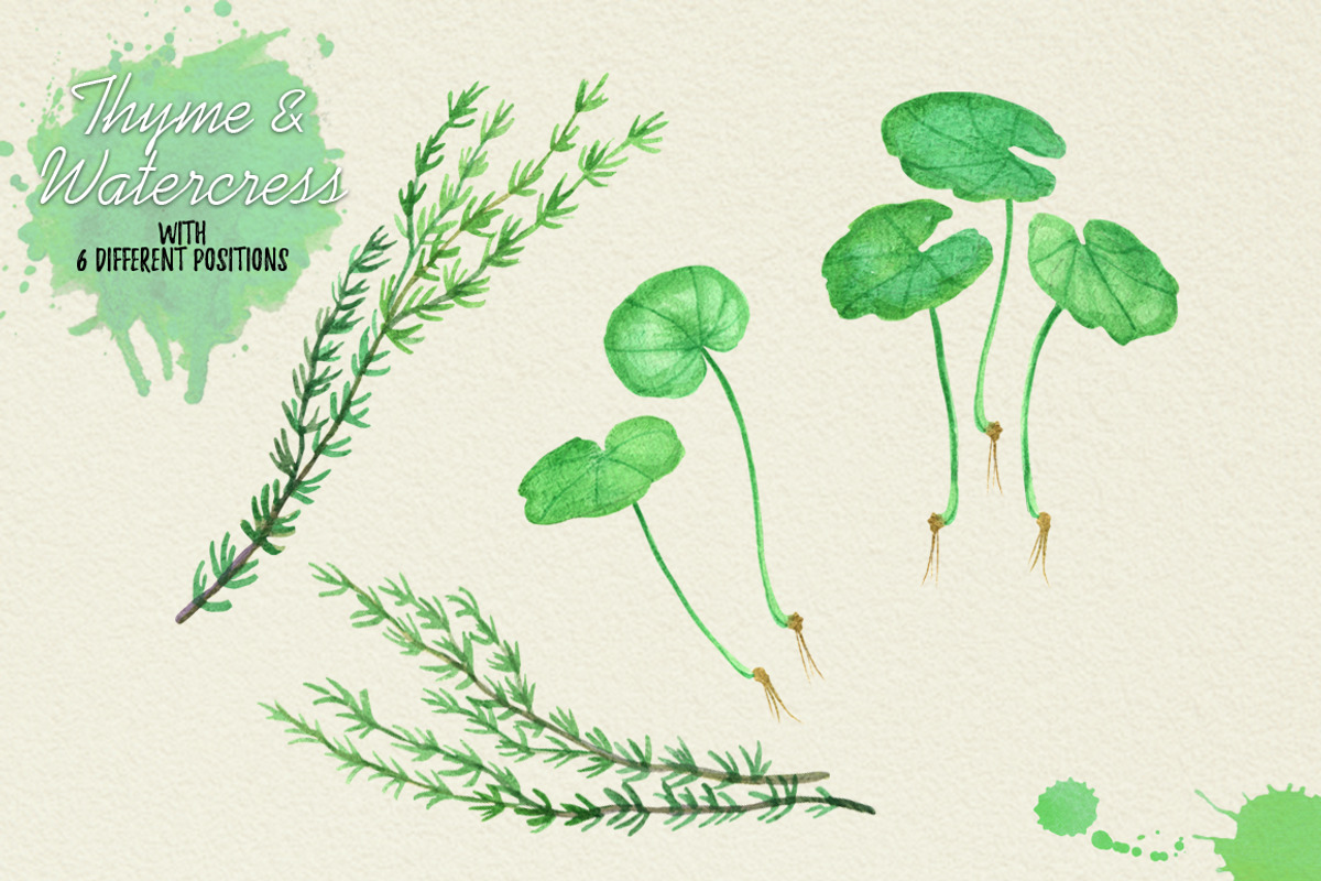 North American Herbs, a Food Illustration by Graphobia (Photo 20 of 21)