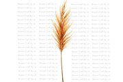 Dried Pampas Grass, a Decorative Illustration by Bloom Craft Creations (Thumbnail 5 of 10)