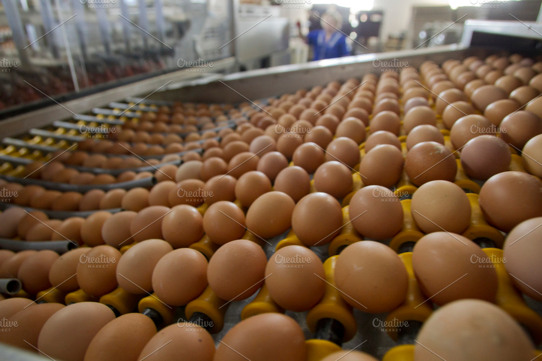 Poultry farm stock photo containing eggs and conveyor