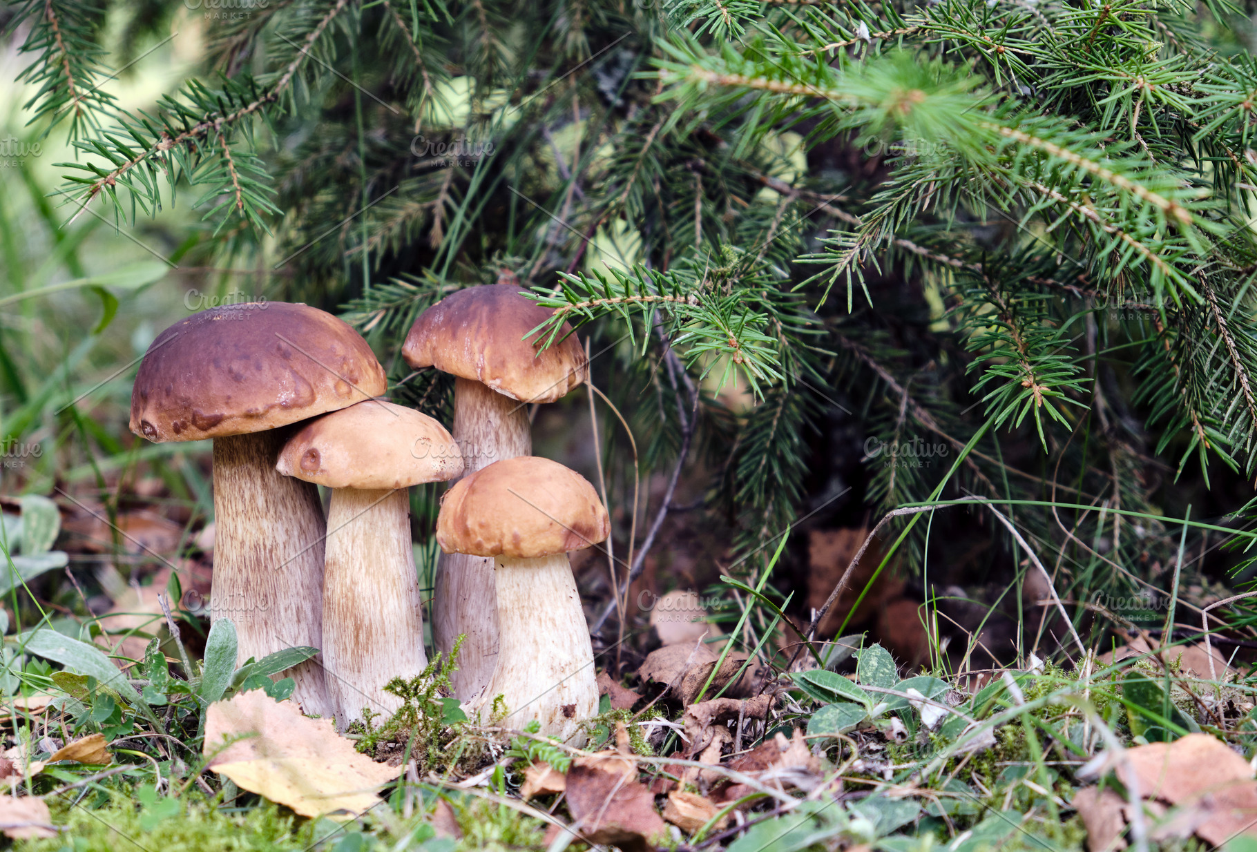 Family of edible boletus mushrooms, a Nature Photo by BOOCYS