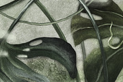 Wallpaper Tropical Monstera Leaves, a Wallpaper Graphic by apollinariia_shop (Thumbnail 11 of 11)
