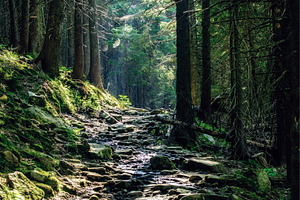 Summer moody forest, a Nature Photo by Nature and travel