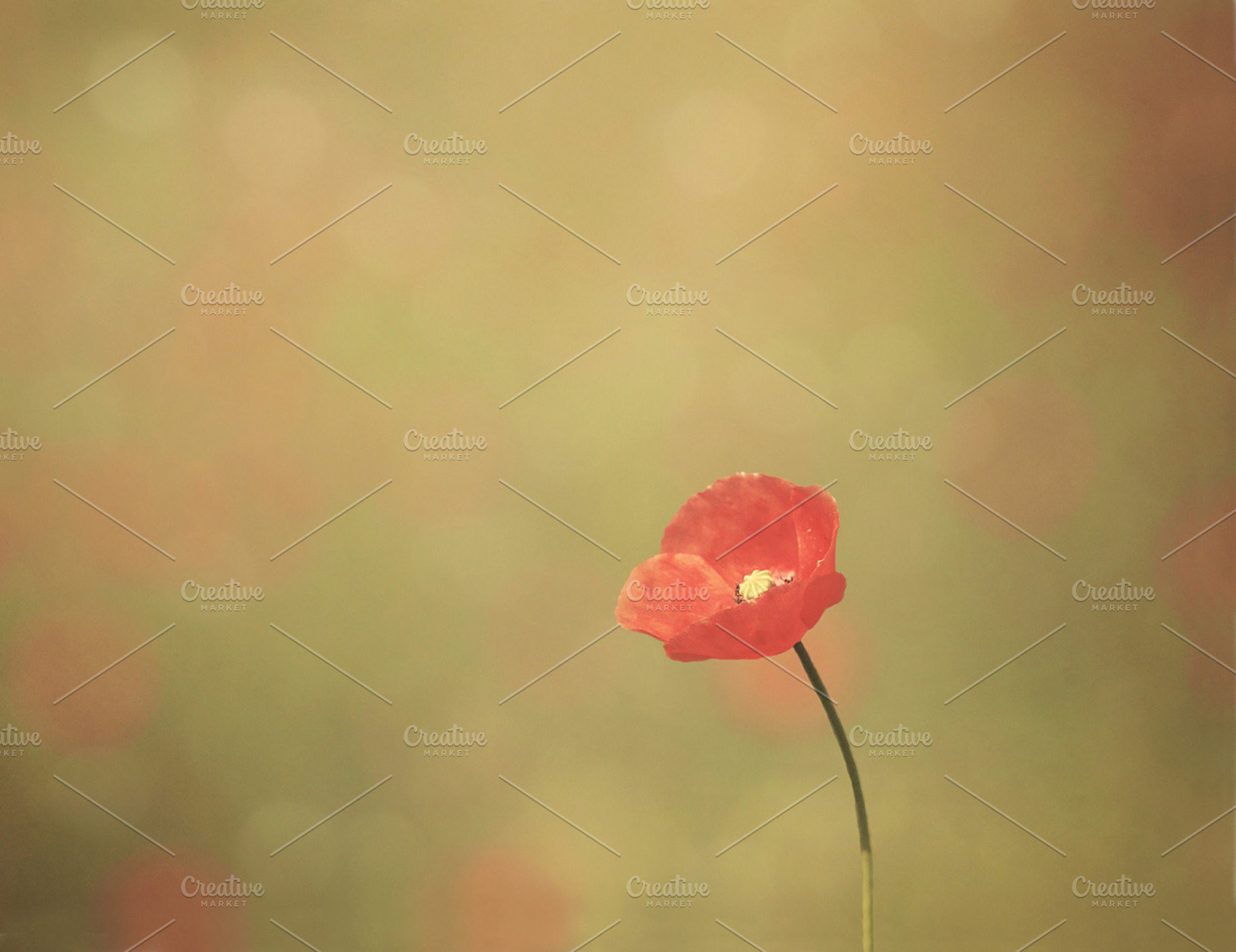 Small poppy, a Nature Photo by Cazador de sueños