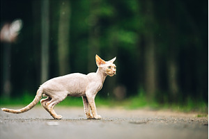 Beautiful Playful Curious Funny Cute, an Animal Photo by Our Amazing World
