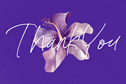 Bestnight Tropicals Ballpoint Script, a Script Font by stylishtype.co (Thumbnail 20 of 20)