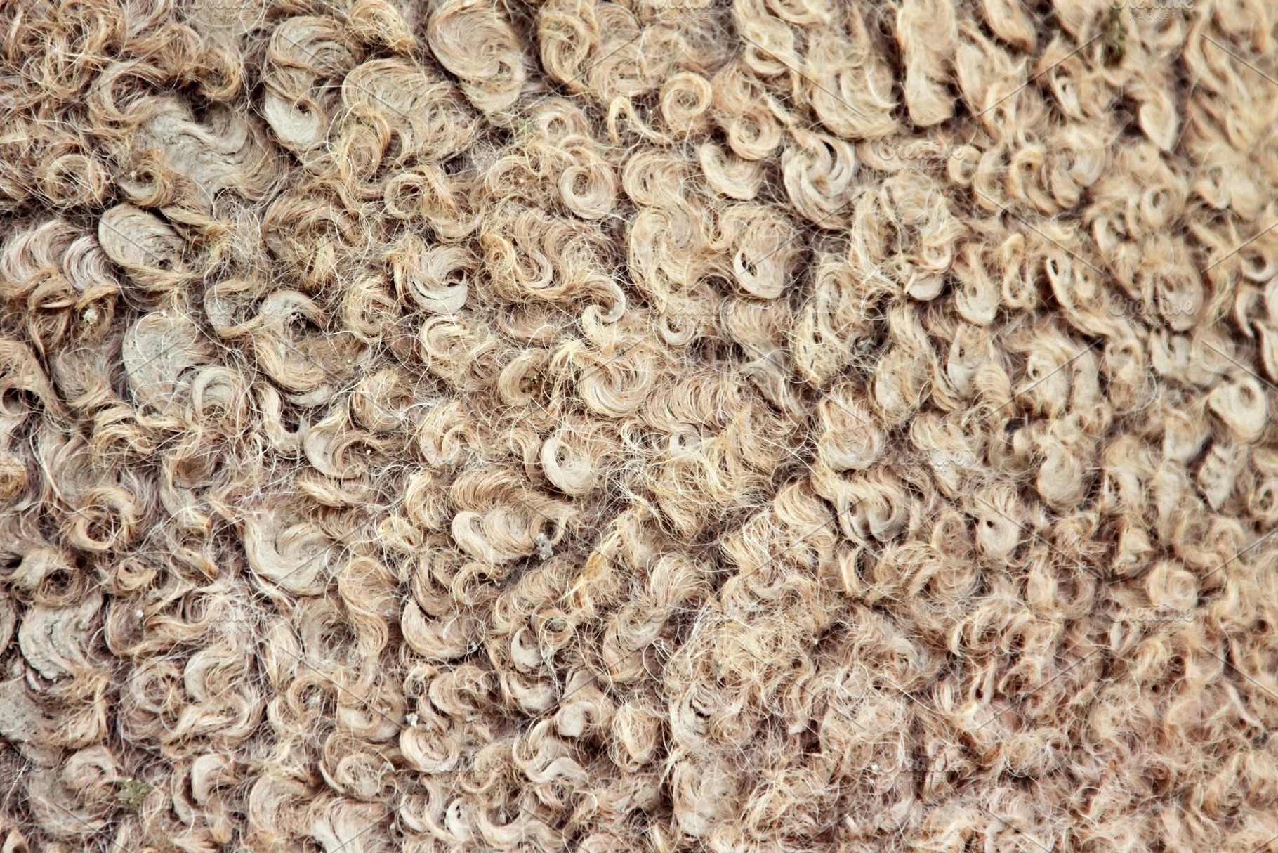 Natural camel wool, a Photo by saiko3p